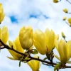 Yellow Bird Magnolia Live Plant – 1 Gallon Pot – Outdoor Tree - Image 1