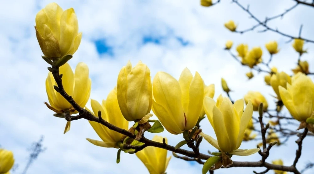 Yellow Bird Magnolia Live Plant – 1 Gallon Pot – Outdoor Tree - Image 1