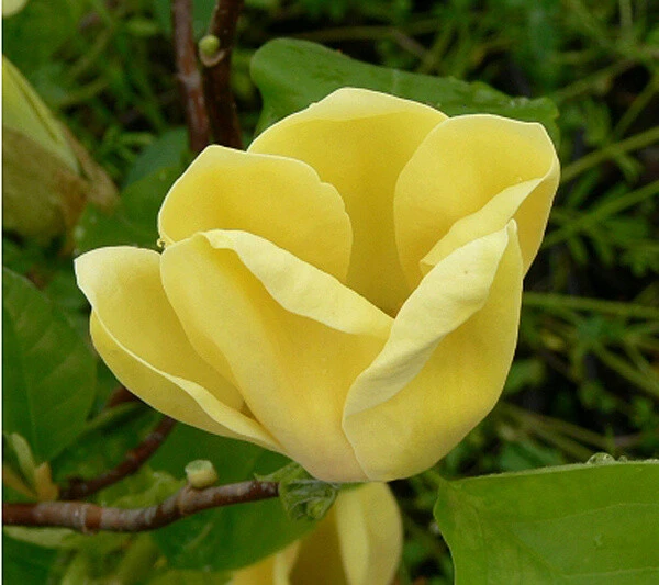 Yellow Bird Magnolia Live Plant – 2.5 inch Pot – Outdoor Tree - Image 2