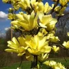 Yellow Bird Magnolia Live Plant – 2.5 inch Pot – Outdoor Tree - Image 1