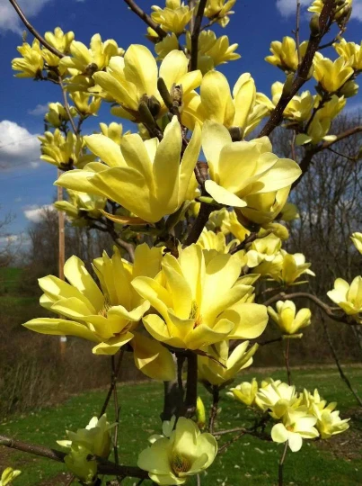 Yellow Bird Magnolia Live Plant – 2.5 inch Pot – Outdoor Tree - Image 1