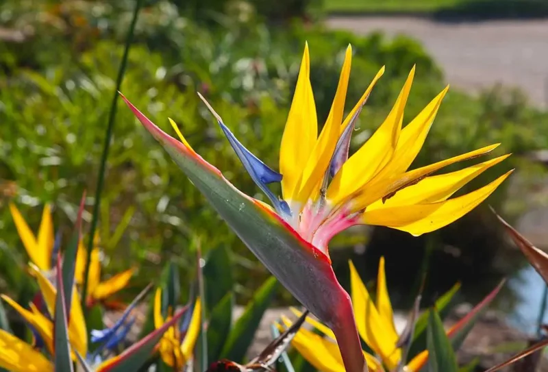 Yellow Bird of Paradise Live Plant - Strelitzia reginae - 4-6" Tall - Tropical Flowering - Image 2