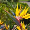 Yellow Bird of Paradise Live Plant – Strelitzia reginae – 4-6" Tall Tropical Flower - Image 1
