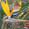 Yellow Bird of Paradise Live Plant - Strelitzia reginae - 4-6" Tall - Tropical Flowering - Image 1