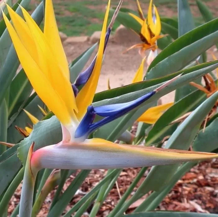 Yellow Bird of Paradise Live Plant - Strelitzia reginae - 4-6" Tall - Tropical Flowering - Image 1