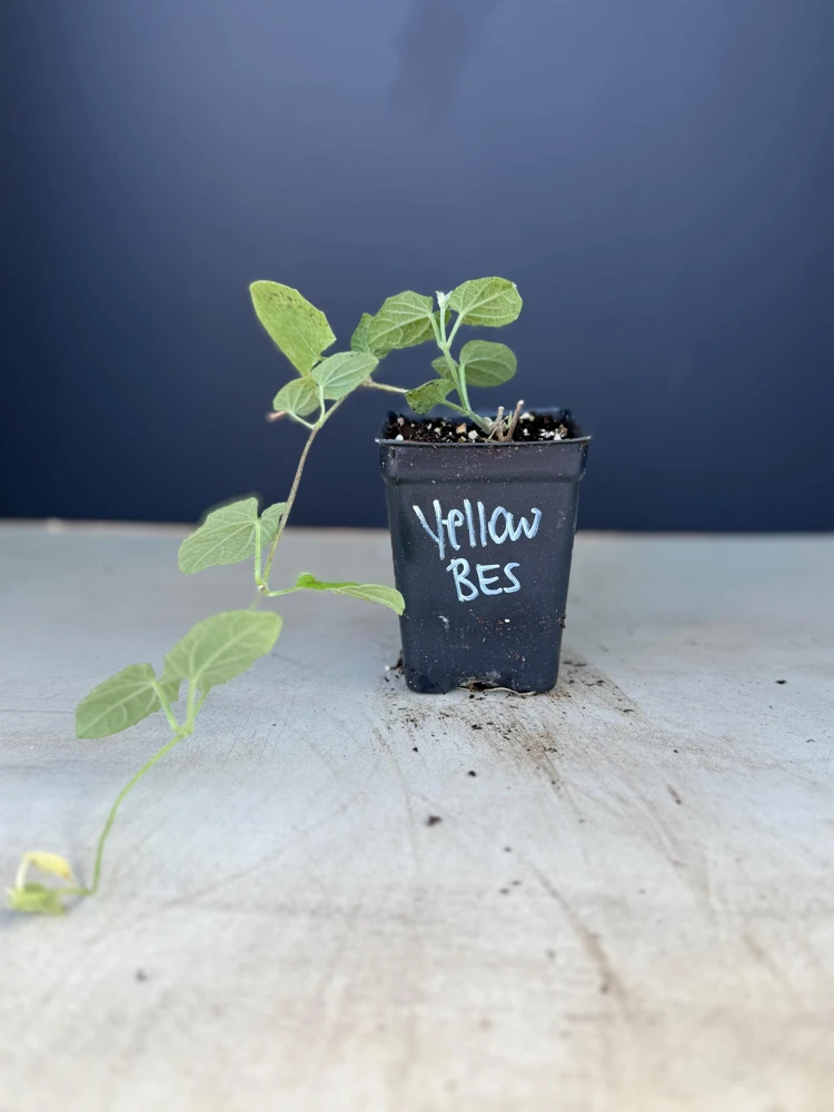 Yellow Black Eyed Susan Vine Live Plant - Perennial Flower for Full Sun - Image 2