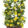 Yellow Black Eyed Susan Vine Live Plant - Perennial Flower for Full Sun - Image 1