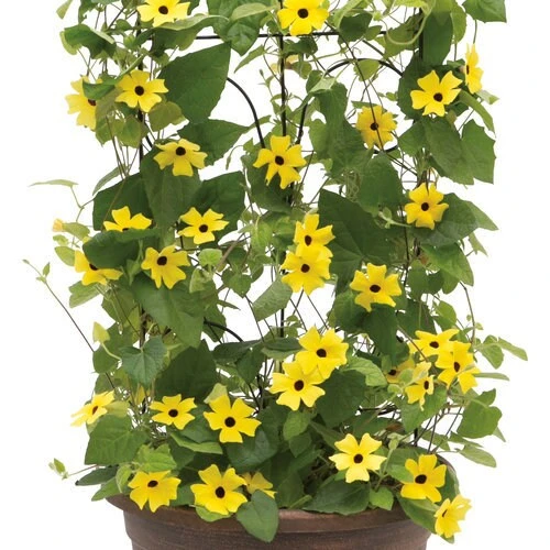 Yellow Black Eyed Susan Vine Live Plant - Perennial Flower for Full Sun - Image 1