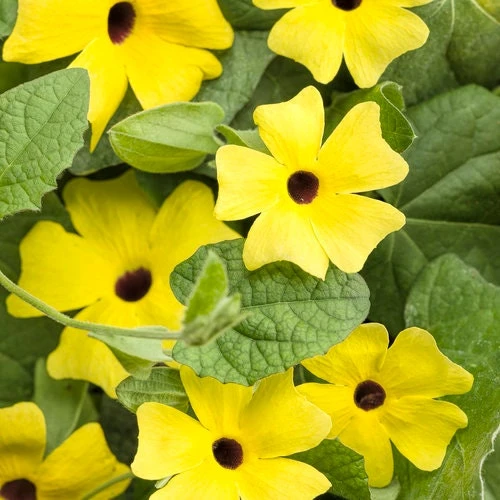 Yellow Black Eyed Susan Vine Live Plant - Perennial Flower for Full Sun - Image 3
