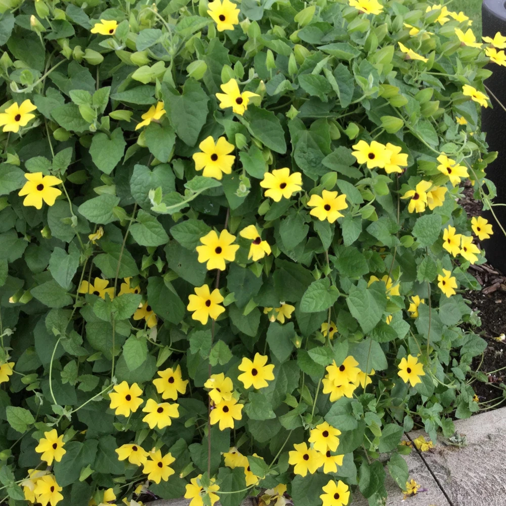 Yellow Black Eyed Susan Vine Live Plant - Perennial Flower for Full Sun - Image 4