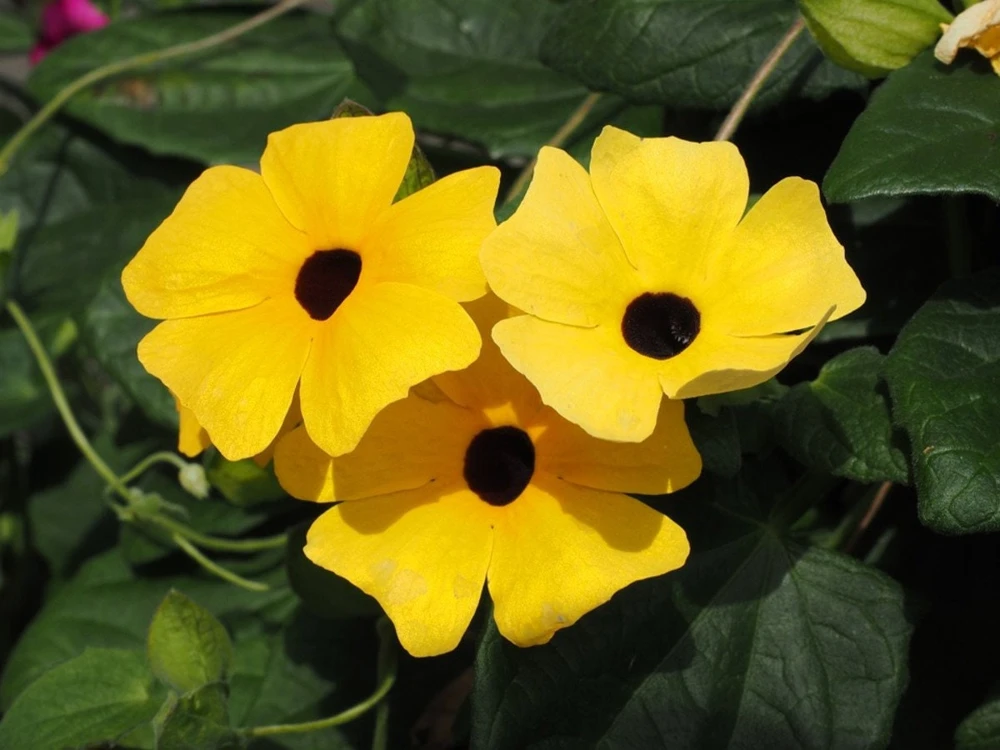 Yellow Black Eyed Susan Vine Live Plant - Perennial Flower for Full Sun - Image 5