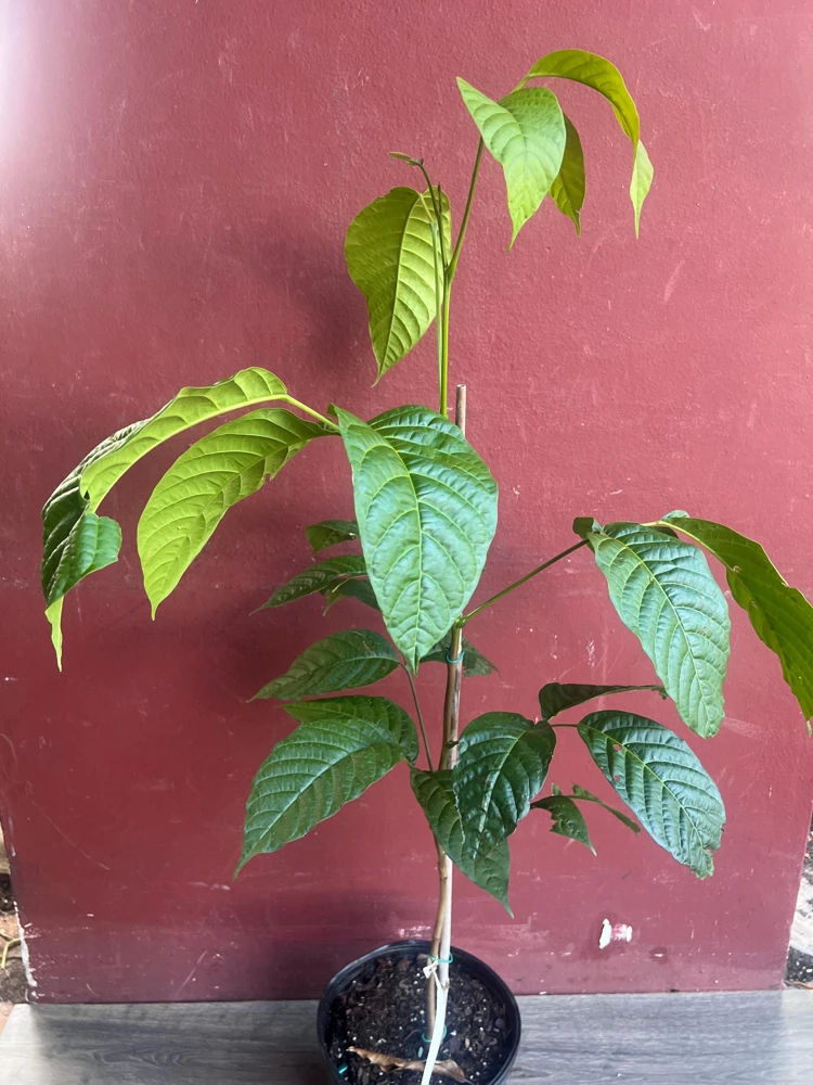 Yellow Cacao Tree Live Plant - Chocolate Cocoa Tree in 10 inch Pot - Cannot ship to CA - Image 2
