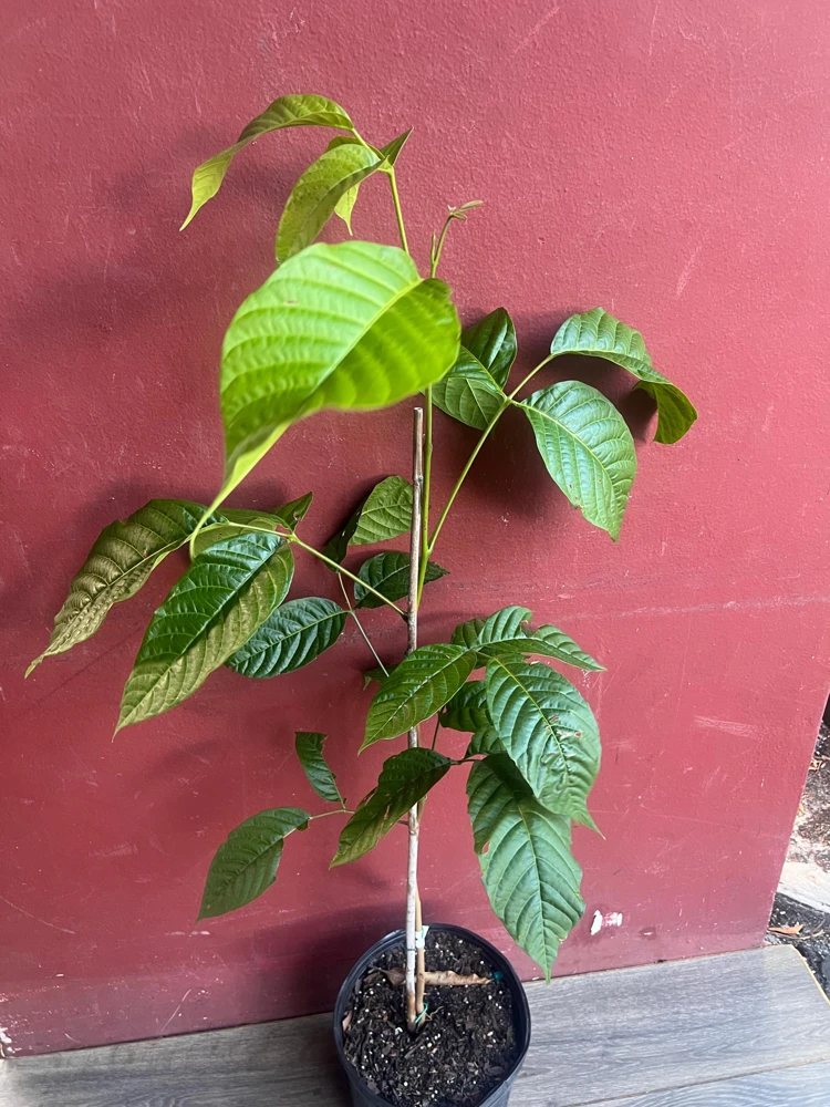 Yellow Cacao Tree Live Plant - Chocolate Cocoa Tree in 10 inch Pot - Cannot ship to CA - Image 3