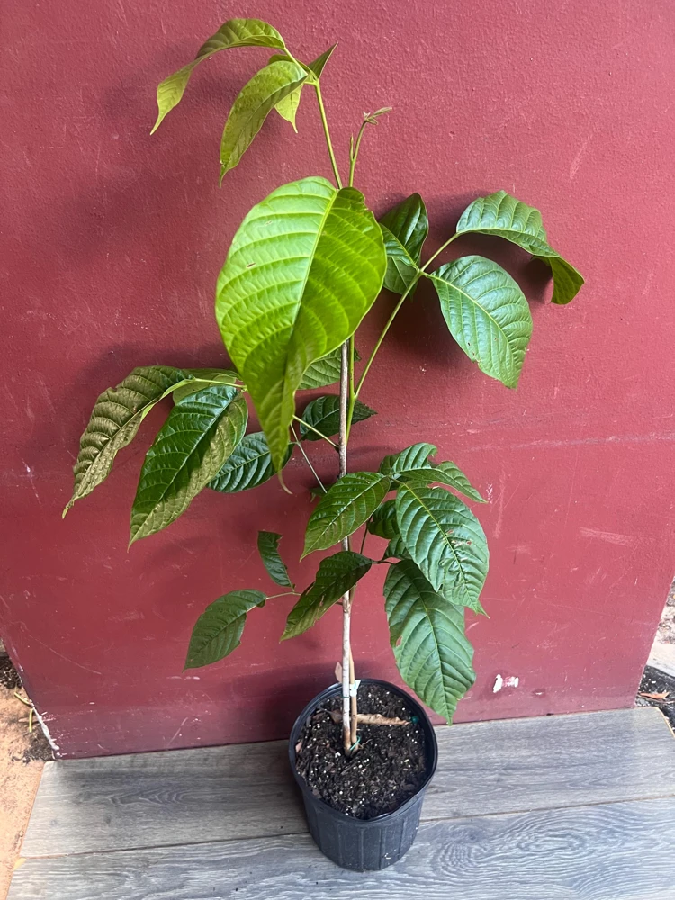 Yellow Cacao Tree Live Plant - Chocolate Cocoa Tree in 10 inch Pot - Cannot ship to CA - Image 4