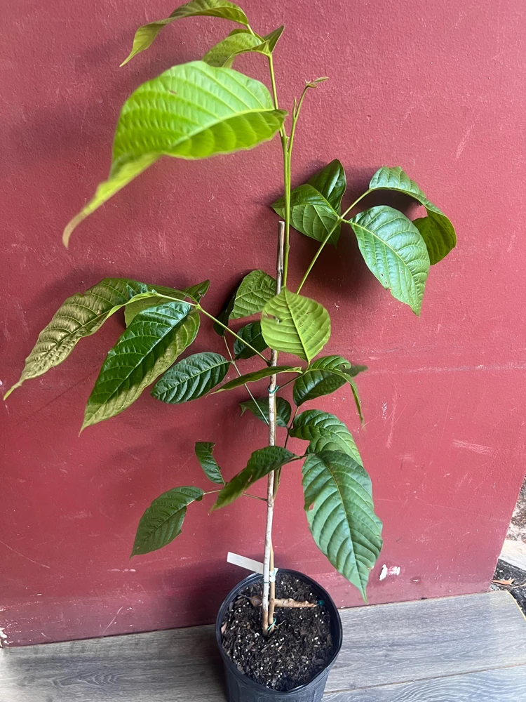 Yellow Cacao Tree Live Plant - Chocolate Cocoa Tree in 10 inch Pot - Cannot ship to CA - Image 5