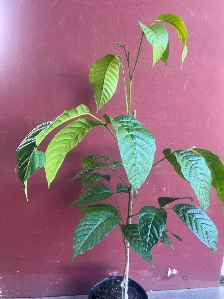 Yellow Cacao Tree Live Plant - Chocolate Cocoa Tree in 10 inch Pot - Cannot ship to CA - Image 6