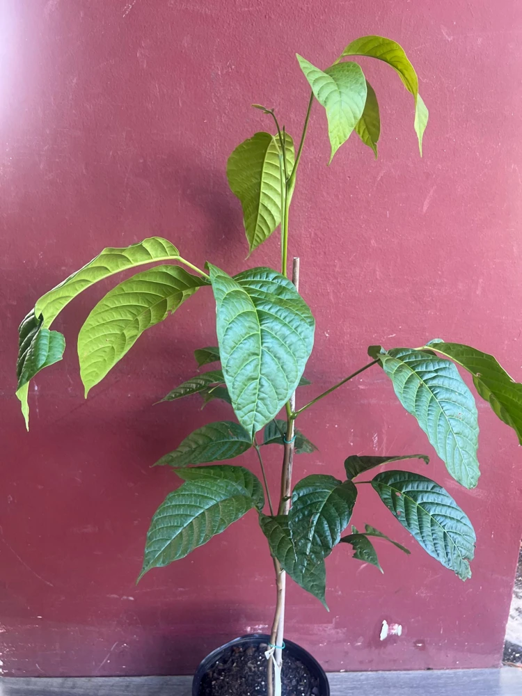Yellow Cacao Tree Live Plant - Chocolate Cocoa Tree in 10 inch Pot - Cannot ship to CA - Image 7