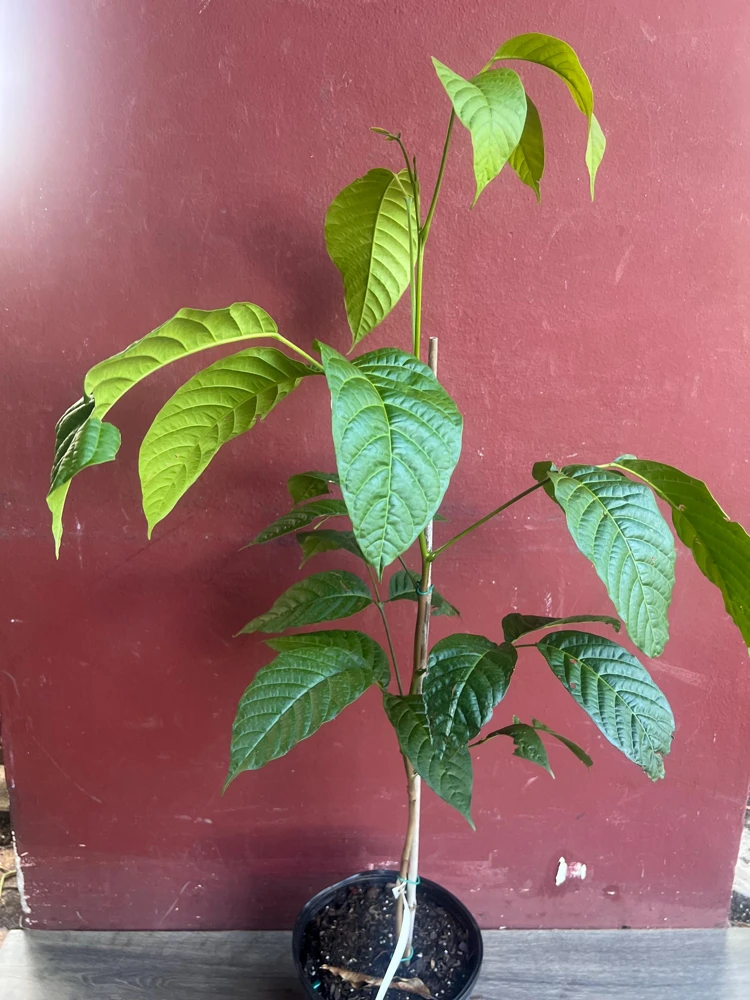 Yellow Cacao Tree Live Plant - Chocolate Cocoa Tree in 10 inch Pot - Cannot ship to CA - Image 8