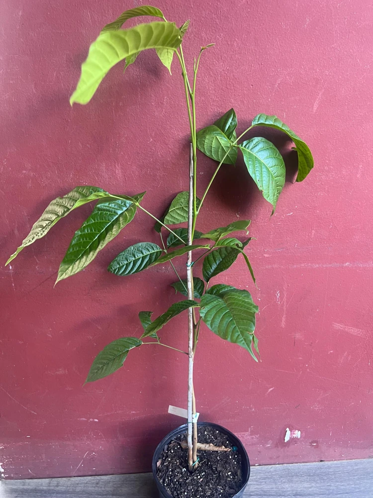 Yellow Cacao Tree Live Plant - Chocolate Cocoa Tree in 10 inch Pot - Cannot ship to CA - Image 9