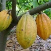 Yellow Cacao Tree Live Plant - Chocolate Cocoa Tree in 10 inch Pot - Cannot ship to CA - Image 1