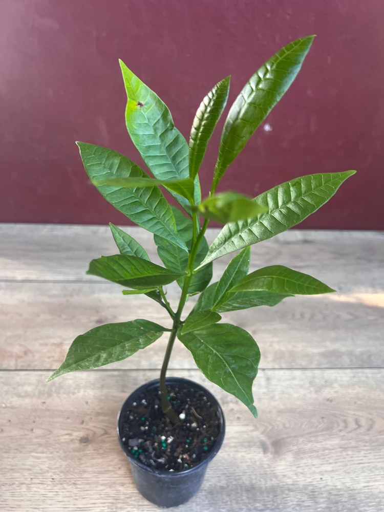 Yellow Cashew Live Plant in 4" Pot - Tropical Fruit Tree - Cannot ship to CA - Image 2
