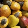 Yellow Cashew Live Plant in 4" Pot - Tropical Fruit Tree - Cannot ship to CA - Image 1