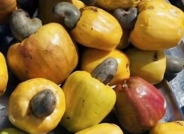 Yellow Cashew Live Plant in 4" Pot - Tropical Fruit Tree - Cannot ship to CA - Image 1