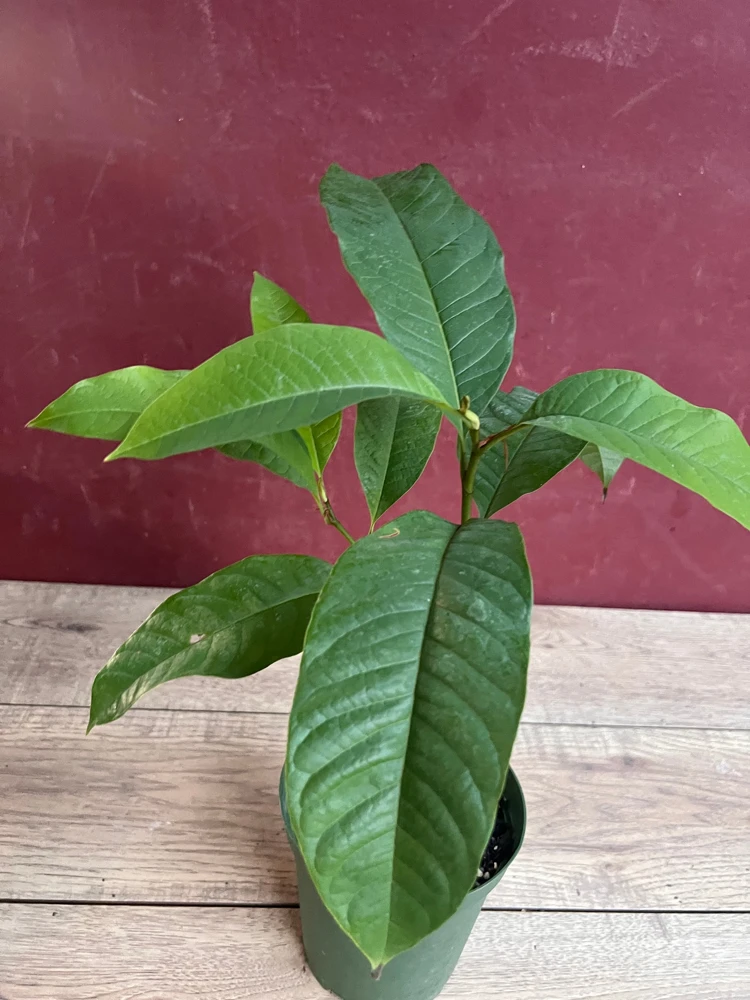 Yellow Champaca Live Plant - Joy Perfume Tree in 6 Inch Pot, Fragrant Tropical Magnolia - Cannot ship to CA - Image 2