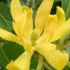 Yellow Champaca Live Plant - Joy Perfume Tree in 6 Inch Pot, Fragrant Tropical Magnolia - Cannot ship to CA - Image 1