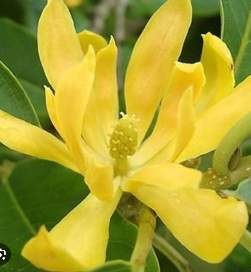 Yellow Champaca Live Plant - Joy Perfume Tree in 6 Inch Pot, Fragrant Tropical Magnolia - Cannot ship to CA - Image 1