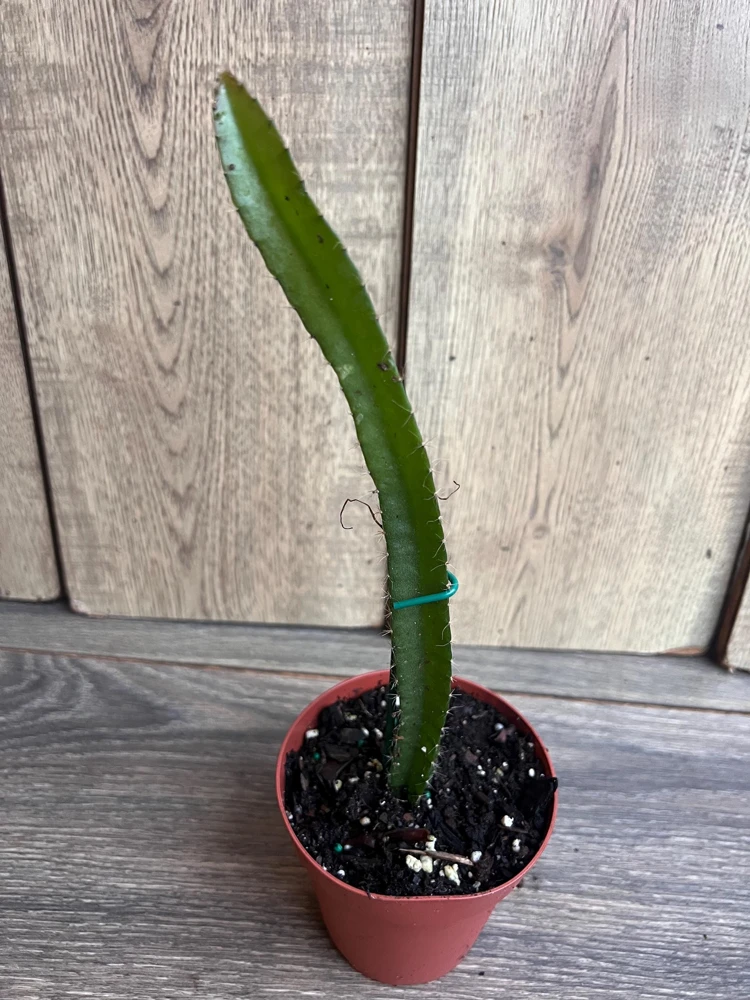 Yellow Dragon Fruit Live Plant, Rooted Selenicereus Megalanthus, 4 Inch Pot - Cannot ship to CA - Image 2