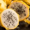 Yellow Dragon Fruit Live Plant, Rooted Selenicereus Megalanthus, 4 Inch Pot - Cannot ship to CA - Image 1