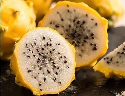 Yellow Dragon Fruit Live Plant, Rooted Selenicereus Megalanthus, 4 Inch Pot - Cannot ship to CA - Image 1