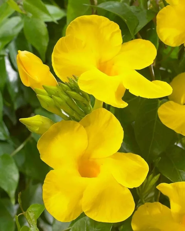 Yellow Mandevilla Live Plant - 3-6" Tall Tropical Flowering Vine for Trellis & Patio - Image 2
