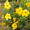 Yellow Mandevilla Live Plant - 3-6" Tall Tropical Flowering Vine for Trellis & Patio - Image 1