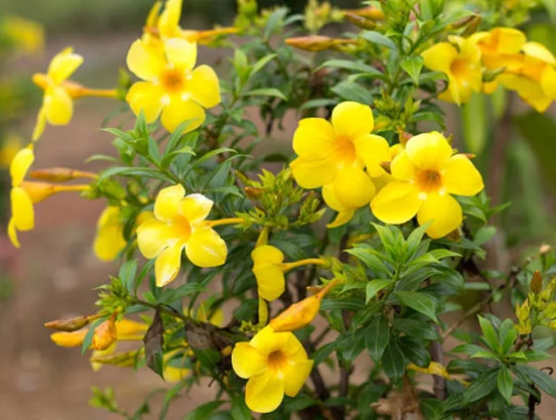 Yellow Mandevilla Live Plant - 3-6" Tall Tropical Flowering Vine for Trellis & Patio - Image 1