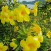 Yellow Mandevilla Live Plant - 3-6" Tall Tropical Flowering Vine for Trellis - Image 1