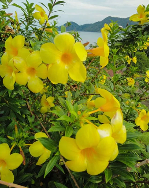 Yellow Mandevilla Live Plant - 3-6" Tall Tropical Flowering Vine for Trellis - Image 1