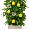 Yellow Passionfruit Live Plant - Tropical Starter Vine, 4-7 Inch, Outdoor Garden & Patio - Image 1