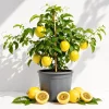 Yellow Passionfruit Plant Live - Sweet Passion Fruit Vine, 4-8 Inch Tall - Image 1