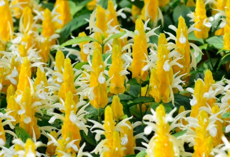 Yellow Shrimp Plant Live - 4in Tall Pachystachys lutea Tropical Flowering Plant - Image 2