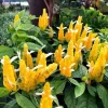 Yellow Shrimp Plant Live - 4in Tall Pachystachys lutea Tropical Flowering Plant - Image 1