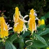 Yellow Shrimp Plant - Pachystachys Lutea Live Plant - 4-6" Tall - Tropical Flowering Outdoor/Indoor - Image 1