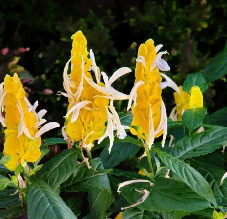 Yellow Shrimp Plant - Pachystachys Lutea Live Plant - 4-6" Tall - Tropical Flowering Outdoor/Indoor - Image 1