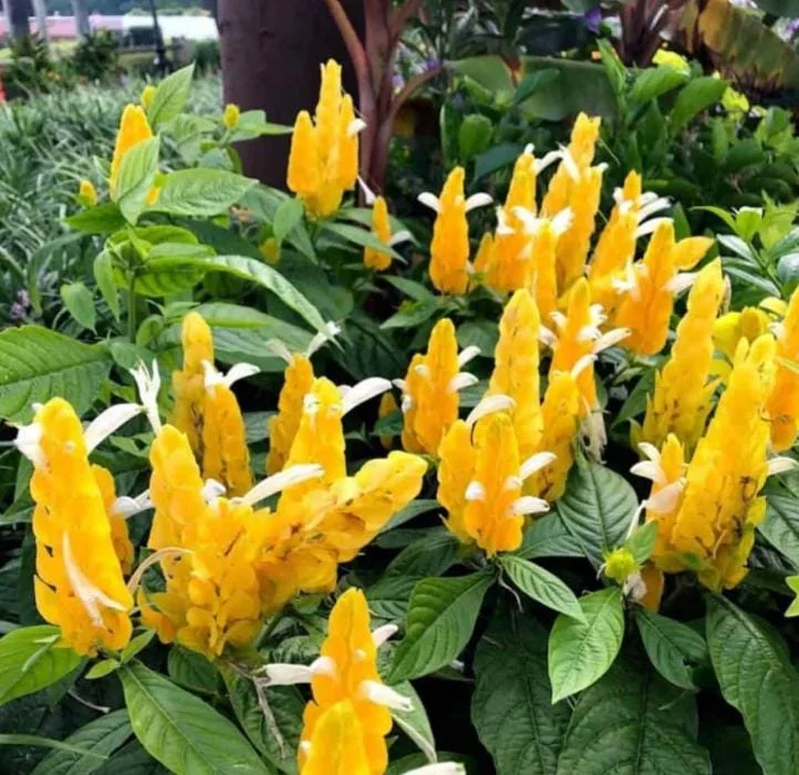 Yellow Shrimp Plant - Pachystachys Lutea Live Plant - 4-6" Tall - Tropical Flowering Outdoor/Indoor - Image 2