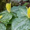 Yellow Trillium Bulbs - 20 T. luteum Wildflower Bulbs - Outdoor Plant - Image 1