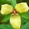 Yellow Trillium Bulbs - 5 Pack - Perennial Shade Flower - Image 1