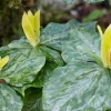 Yellow Trillium Bulbs (T. luteum) - 5 Pack Wildflower for Shade - Image 1