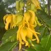 Ylang Ylang Tree Live Plant - Cananga Odorata - 10 inch Pot - Fragrant Tropical - Cannot ship to CA - Image 1