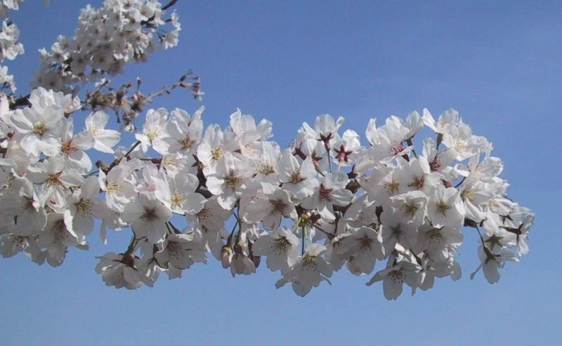 Yoshino Flowering Cherry Tree Live Plant – 2.5 inch Pot – Outdoor - Image 2